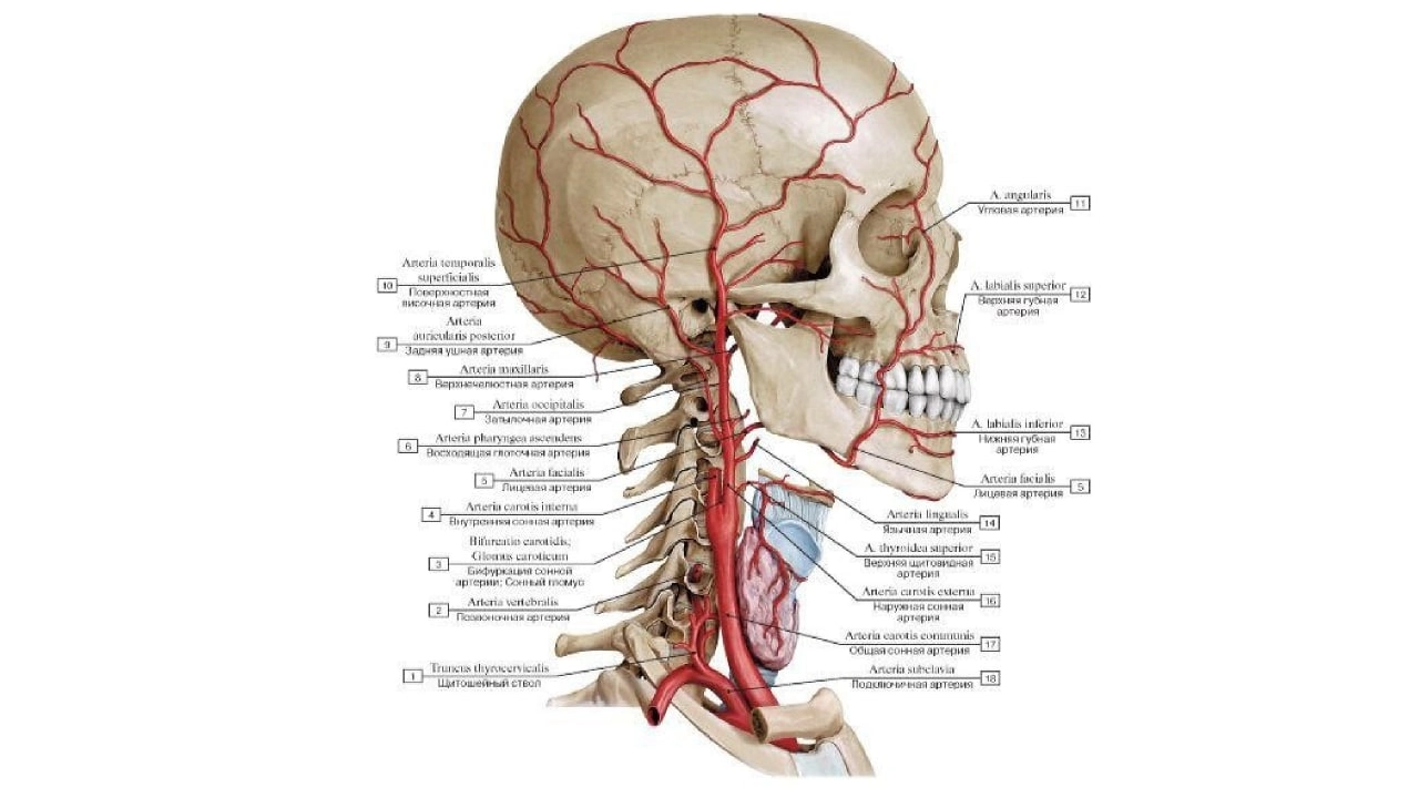 Артерии шейного отдела позвоночника