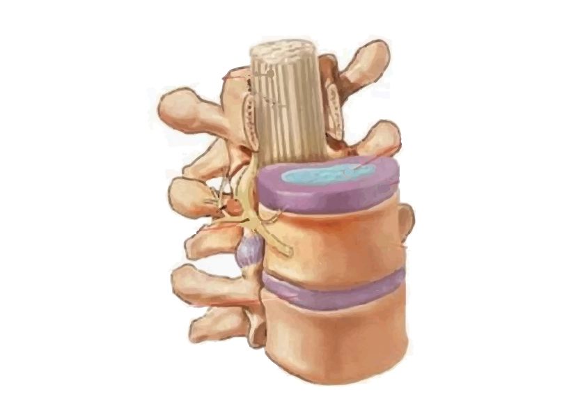 Изображение расположения позвонков в отделе позвоночника