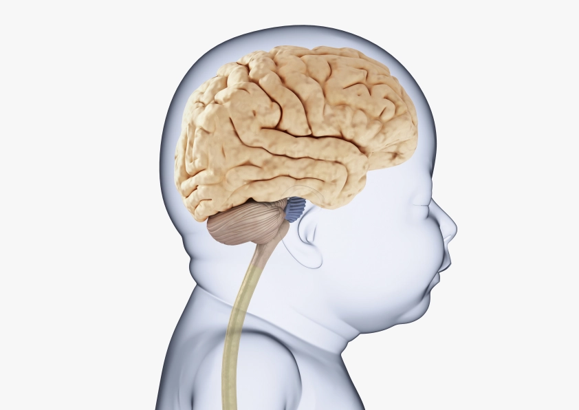 Изображение мозга новорождённого ребёнка