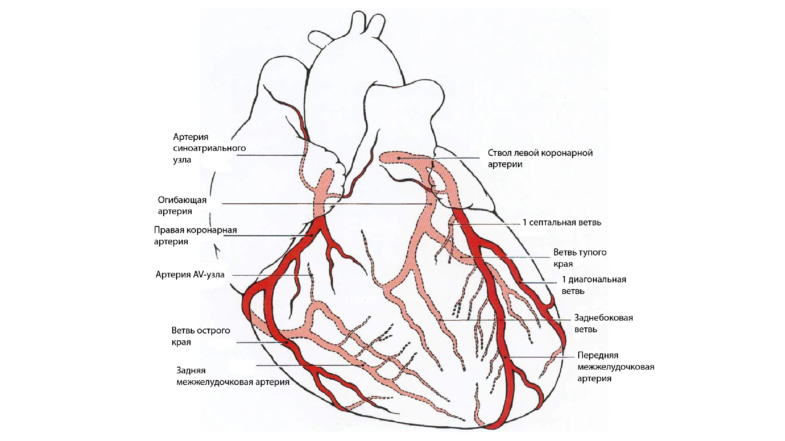 Строение сердца