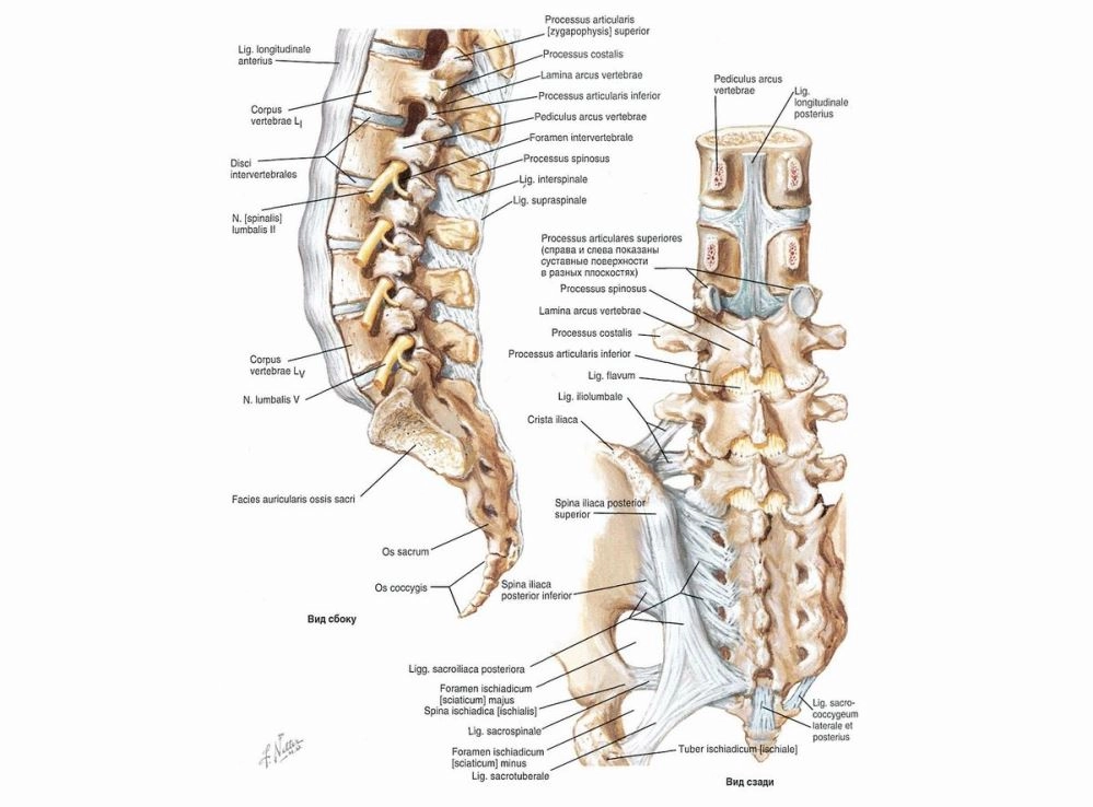 Лечение остеохондроза крестцового отдела