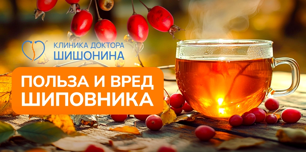 Полезные свойства шиповника