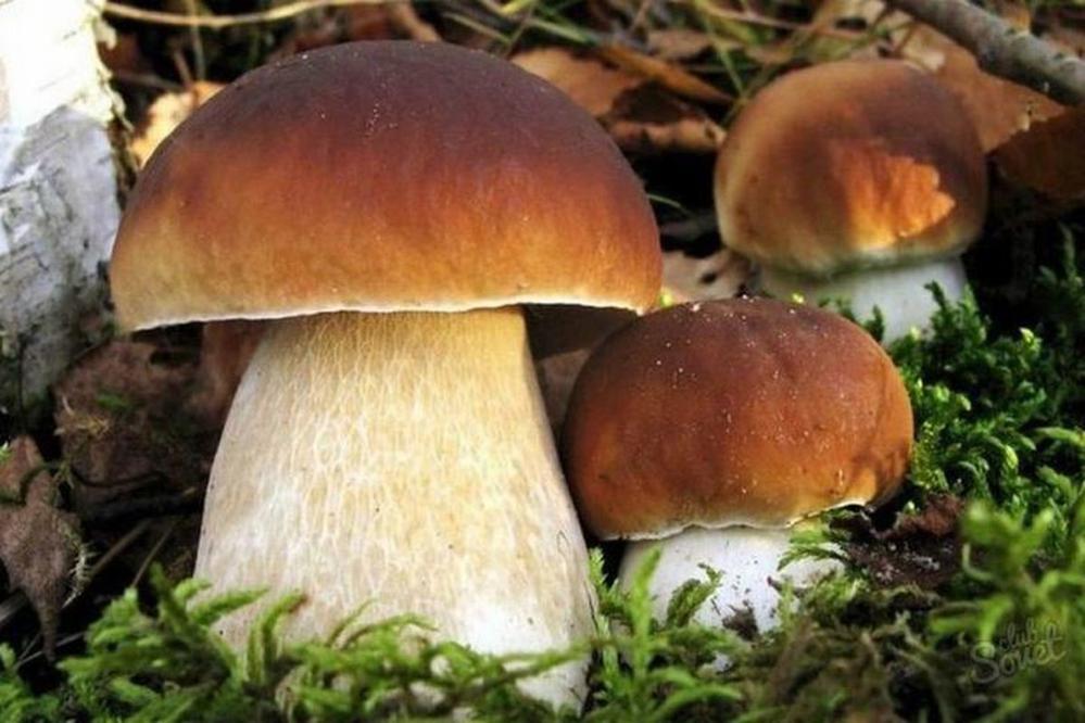 Польза и вред грибов при атеросклерозе