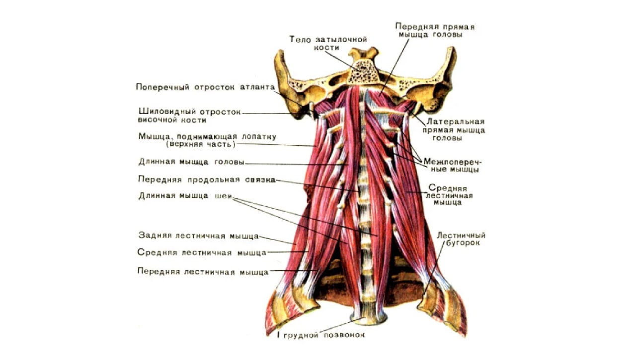Глубокие мышцы шейного отдела позвоночника