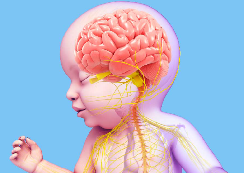Изображение извилистости мозга у младенца