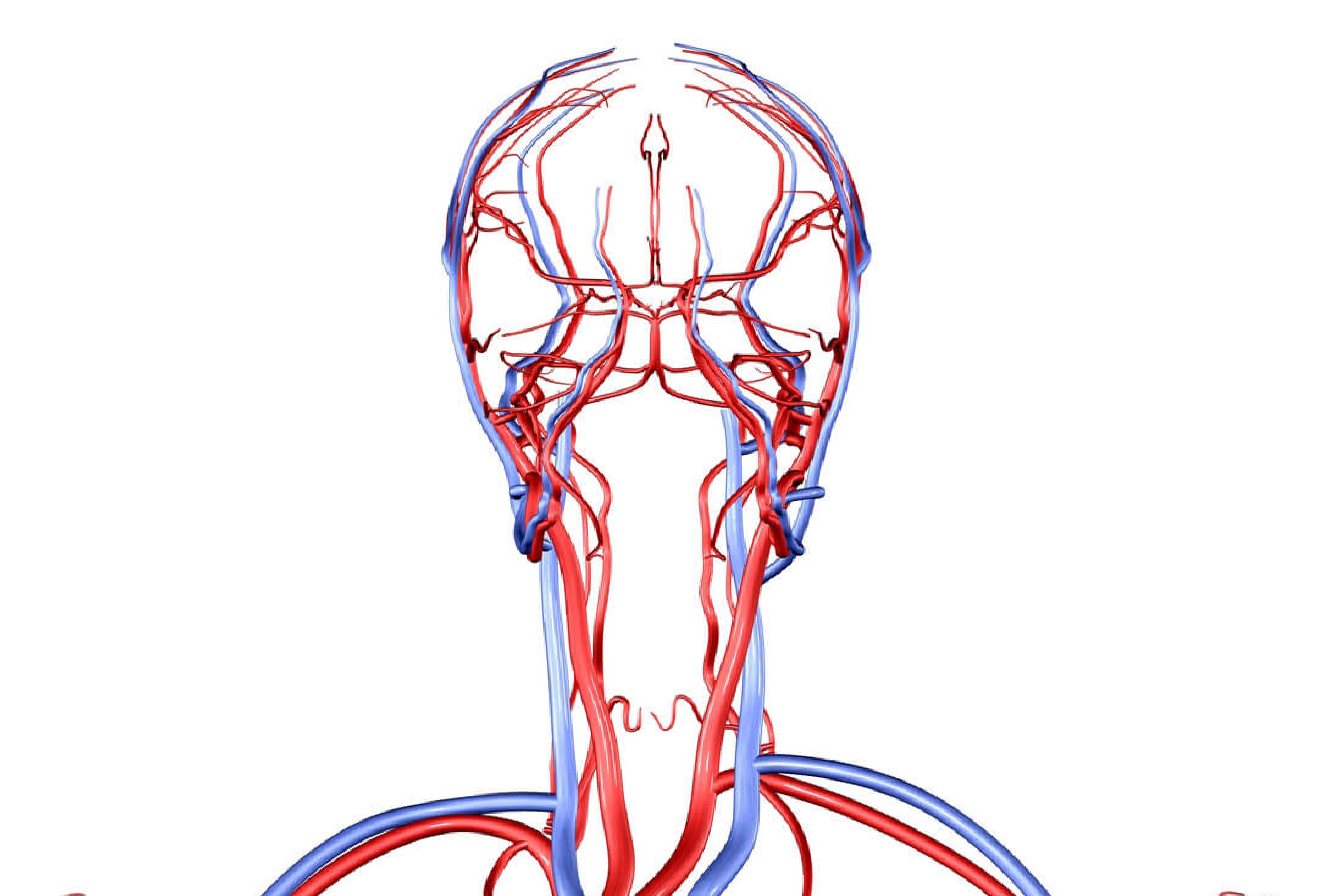 Анатомия сосудов головы. Брахиоцефальные вены анатомия. Бца анатомия сосуды. Брахиоцефальные сосуды анатомия. Кровеносная система головного мозга человека схема.